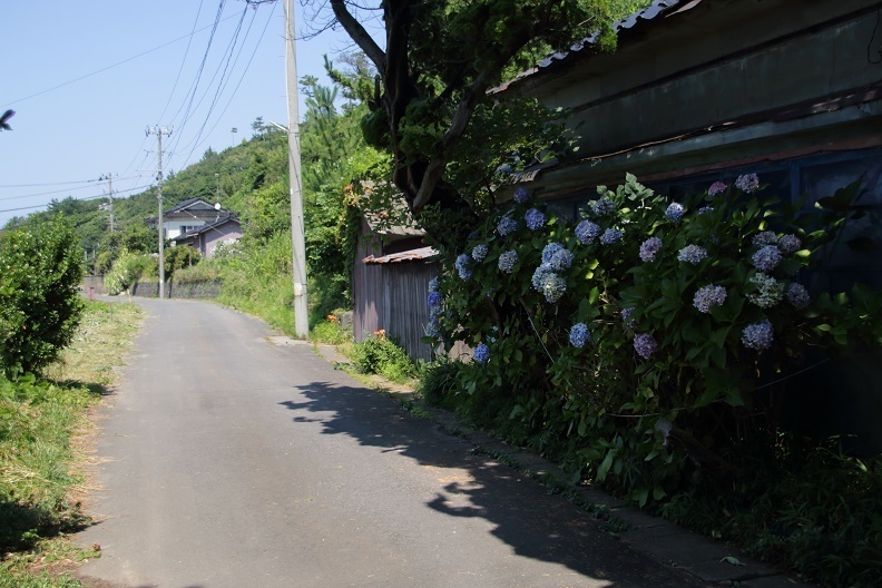 日陰のあじさい ハンカチ ティッシュ カメラ